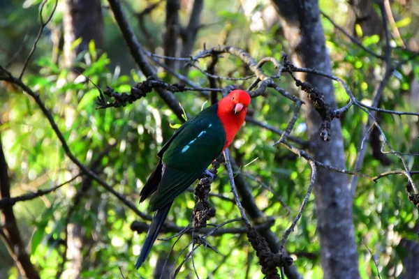 Hombre Rey Loro Árbol —  Fotos de Stock