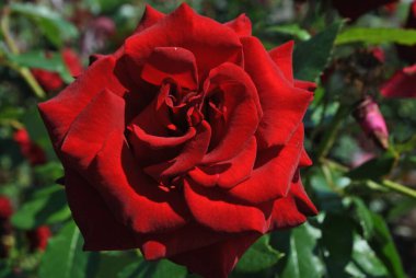 Gül doğanın güzel bir çiçeğidir.