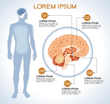 Hipotalamus. Modern tıbbi infographics. 