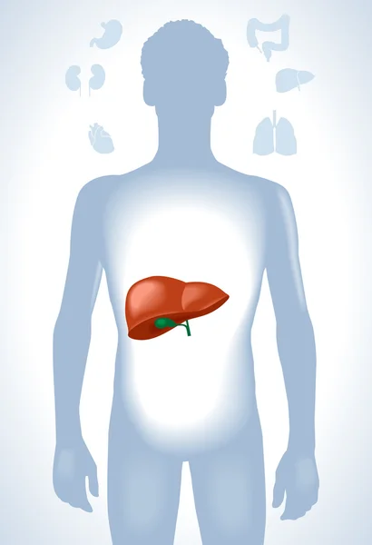 Ilustração do fígado humano —  Vetores de Stock