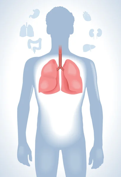 Insan akciğer illüstrasyon — Stok Vektör