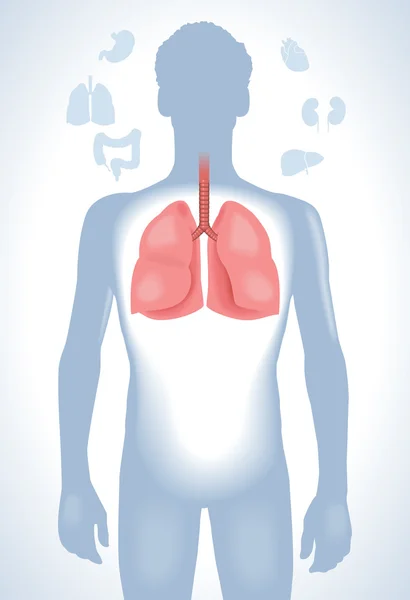 Иллюстрация легких человека — стоковый вектор