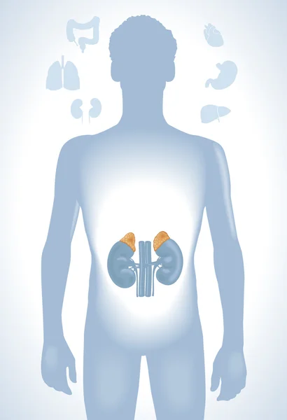 Colon femminile e intestino — Vettoriale Stock