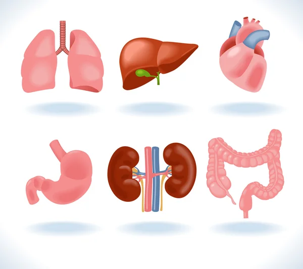 Conjunto de piezas de anatomía humana : — Vector de stock