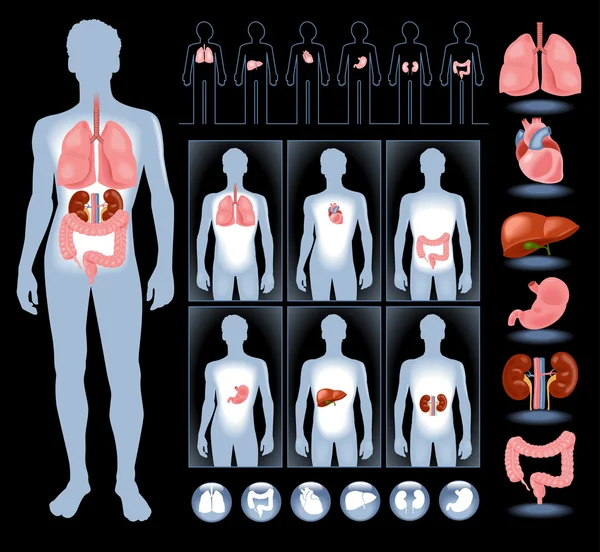 Set of human anatomy parts — Stock Vector