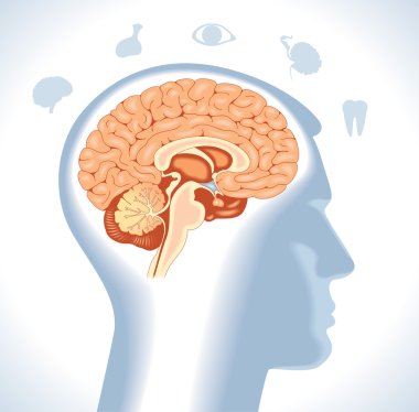 Hipofiz. Modern tıbbi infographics. 
