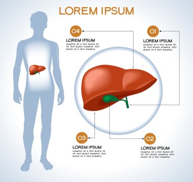 Karaciğer. Modern tıbbi infographics. 