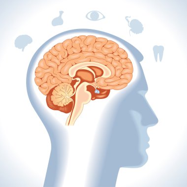 Pituitary. Modern medical infographics.  clipart