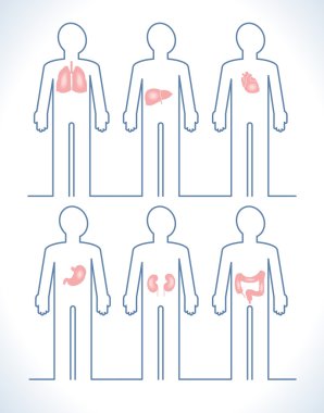 İnsan anatomisi Bölümleri kümesini 