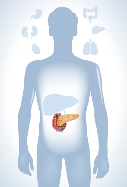 Illustration du pancréas humain — Image vectorielle
