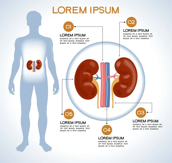 Kidneys. Modern medical infographics. — Stock Vector