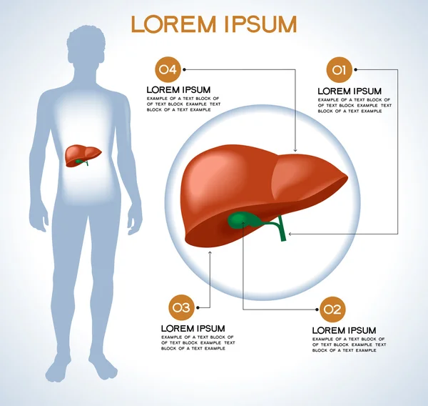 Liver. Modern medical infographics. — Stock Vector