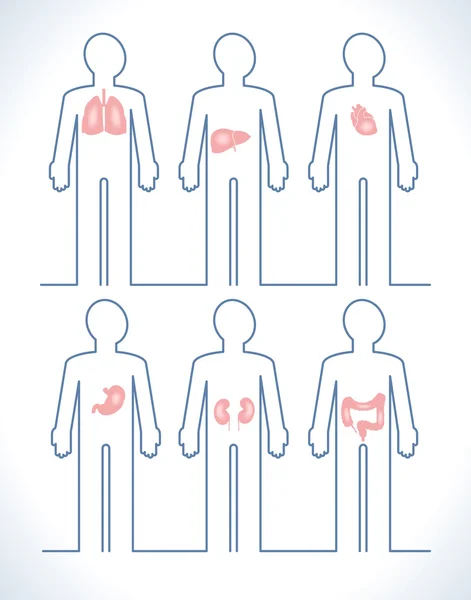 Set of human anatomy parts — Stock Vector