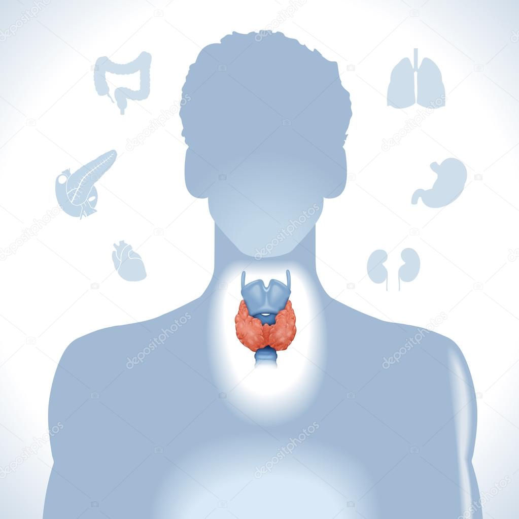 Thyroid. Modern medical infographics. 