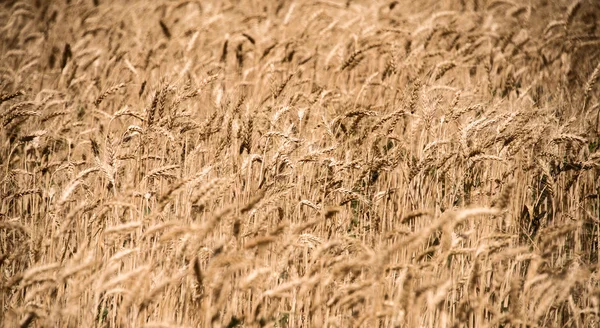 Olgun kulakları arka plan