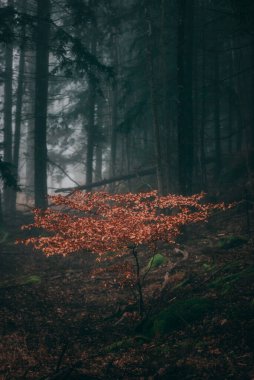 Sisli orman manzarası. Görüntüdeki karamsar renkler ve sis