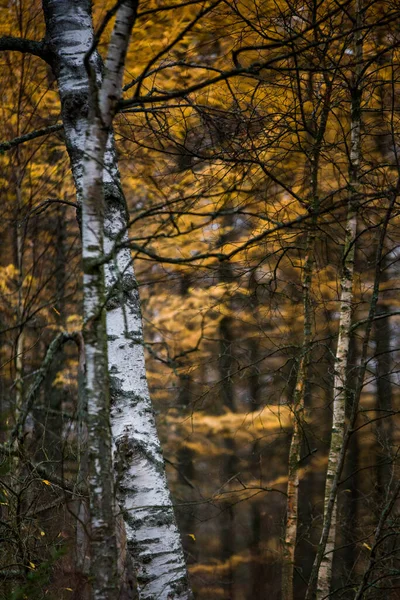 Betulla Autunnale Una Foresta Svedese Bei Colori Gialli Con Uno — Foto Stock