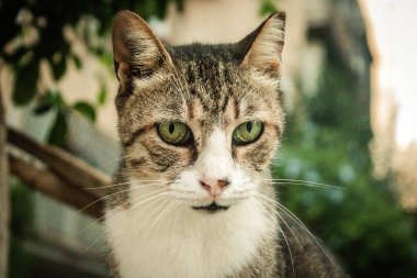 Tel Aviv İsrail 25 Ekim 2020 Tel Aviv sokaklarında yaşayan terk edilmiş evcil kedi görüntüsü ve İsrail 'deki koronavirüs salgını sırasında