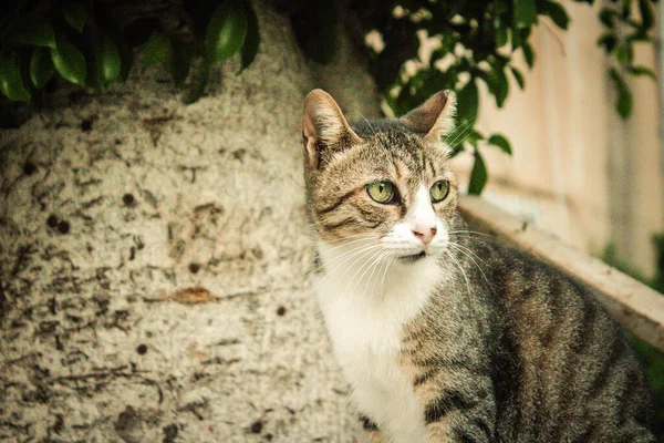 Tel Aviv Israel October 2020 View Abandoned Domestic Cat Living — Stock Photo, Image