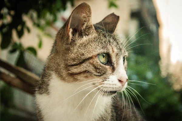 Tel Aviv Israel Outubro 2020 Vista Gato Doméstico Abandonado Que — Fotografia de Stock