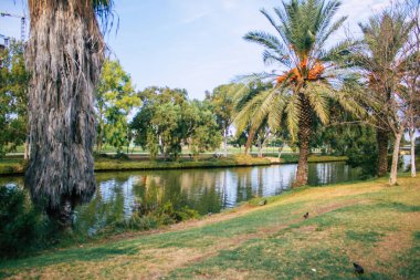 Tel Aviv İsrail 1 Kasım 2020 Kilitlenme ve Coronavirus salgını sırasında Tel Aviv 'de açık bir halk bahçesinin görüntüsü İsrail nüfusunu kontrol altına almak için