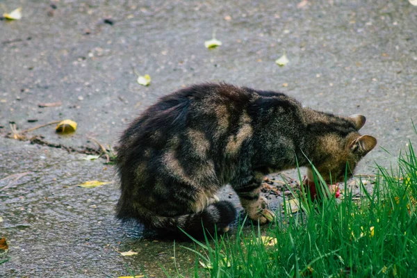 Reims França Novembro 2020 Vista Gato Doméstico Abandonado Comendo Nas — Fotografia de Stock