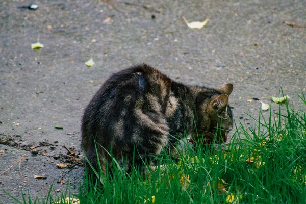 Reims France November 2020 View Abandoned Domestic Cat Eating Streets — Stock Photo, Image