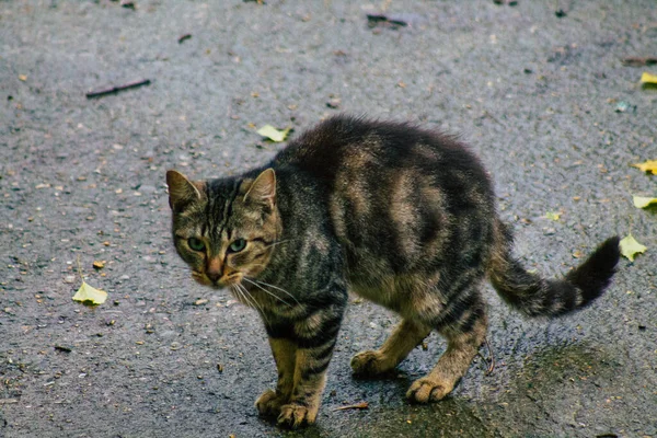 Reims France November 2020 View Abandoned Domestic Cat Eating Streets — Stock Photo, Image