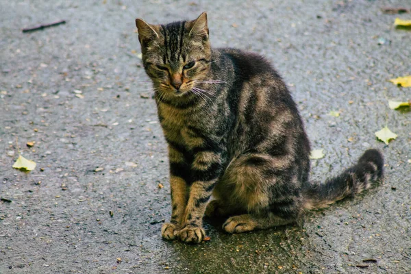 Reims França Novembro 2020 Vista Gato Doméstico Abandonado Comendo Nas — Fotografia de Stock