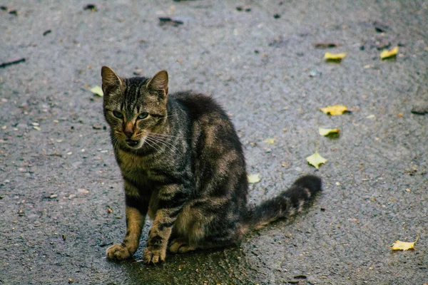 Reims França Novembro 2020 Vista Gato Doméstico Abandonado Comendo Nas — Fotografia de Stock