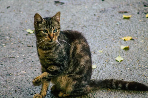 Reims França Novembro 2020 Vista Gato Doméstico Abandonado Comendo Nas — Fotografia de Stock