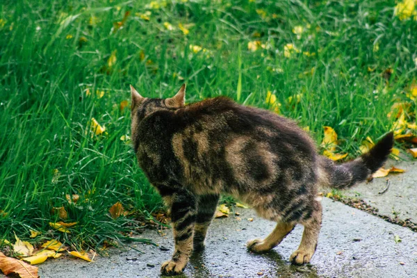 Reims França Novembro 2020 Vista Gato Doméstico Abandonado Comendo Nas — Fotografia de Stock