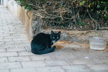 Tel Aviv İsrail 11 Kasım 2020 Tel Aviv sokaklarında yaşayan terk edilmiş evcil kedi görüntüsü ve İsrail 'deki koronavirüs salgını sırasında