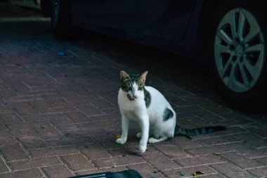 Tel Aviv İsrail 11 Kasım 2020 Tel Aviv sokaklarında yaşayan terk edilmiş evcil kedi görüntüsü ve İsrail 'deki koronavirüs salgını sırasında