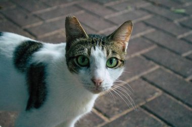 Tel Aviv İsrail 11 Kasım 2020 Tel Aviv sokaklarında yaşayan terk edilmiş evcil kedi görüntüsü ve İsrail 'deki koronavirüs salgını sırasında