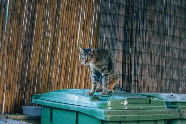 Tel Aviv İsrail 11 Kasım 2020 Tel Aviv sokaklarında yaşayan terk edilmiş evcil kedi görüntüsü ve İsrail 'deki koronavirüs salgını sırasında