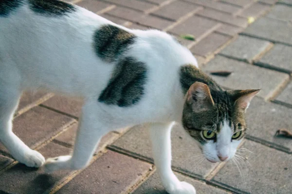 Tel Aviv Israel Noviembre 2020 Vista Gato Doméstico Abandonado Viviendo —  Fotos de Stock