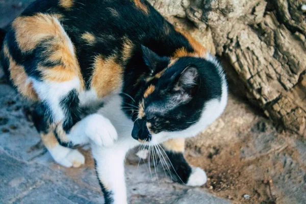 Tel Aviv Israel Noviembre 2020 Vista Gato Doméstico Abandonado Viviendo —  Fotos de Stock