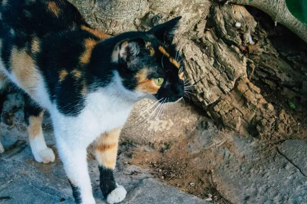 テルアビブイスラエル2020年11月11日市内封鎖とイスラエルのコロナウイルス発生中のテルアビブの街に住む放棄された国内猫の眺め — ストック写真