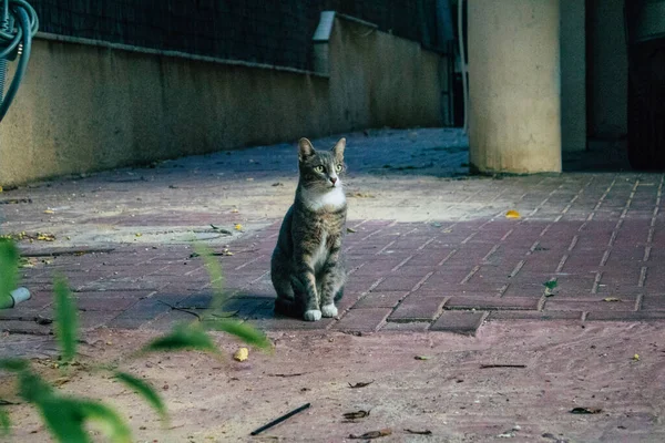 Tel Aviv Israël November 2020 Zicht Verlaten Huiskat Die Straten — Stockfoto