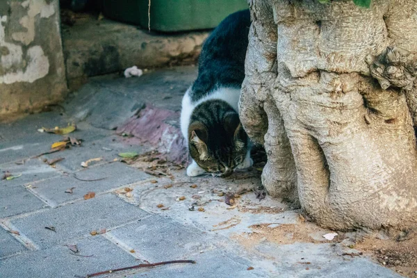 テルアビブイスラエル2020年11月11日市内封鎖とイスラエルのコロナウイルス発生中のテルアビブの街に住む放棄された国内猫の眺め — ストック写真