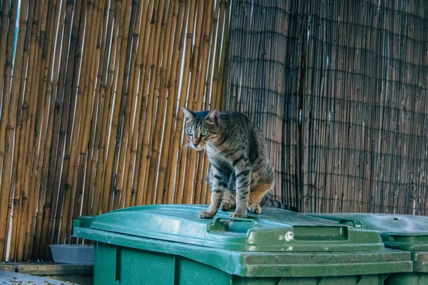 Tel Aviv Israel November 2020 View Abandoned Domestic Cat Living — Stock Photo, Image