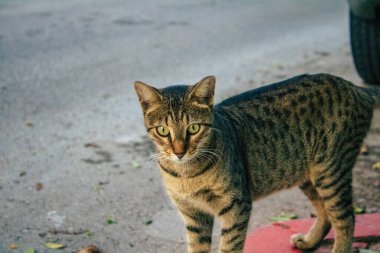 Tel Aviv İsrail 11 Kasım 2020 Tel Aviv sokaklarında yaşayan terk edilmiş evcil kedi görüntüsü ve İsrail 'deki koronavirüs salgını sırasında