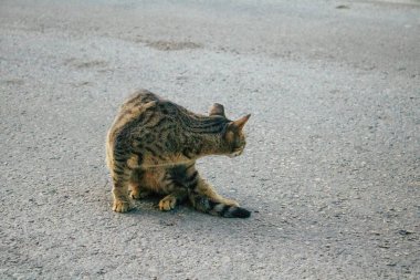 Tel Aviv İsrail 11 Kasım 2020 Tel Aviv sokaklarında yaşayan terk edilmiş evcil kedi görüntüsü ve İsrail 'deki koronavirüs salgını sırasında