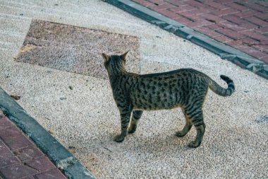 Tel Aviv İsrail 11 Kasım 2020 Tel Aviv sokaklarında yaşayan terk edilmiş evcil kedi görüntüsü ve İsrail 'deki koronavirüs salgını sırasında