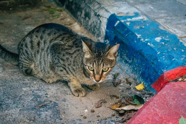 Tel Aviv Israël Novembre 2020 Vue Chat Domestique Abandonné Vivant — Photo