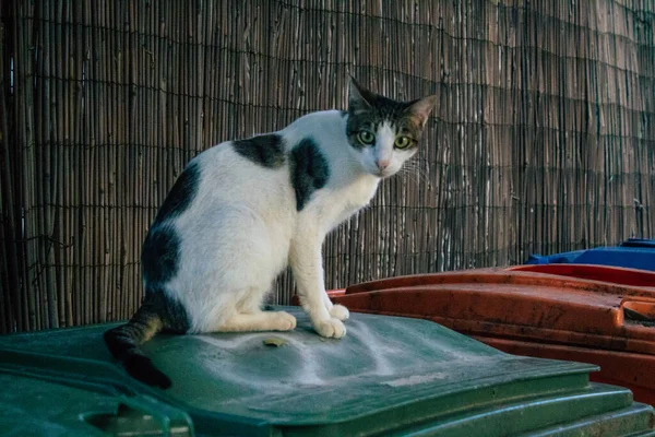 Tel Aviv Israël Novembre 2020 Vue Chat Domestique Abandonné Vivant — Photo