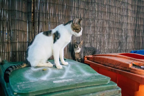 Tel Aviv Israel November 2020 View Abandoned Domestic Cat Living — Stock Photo, Image