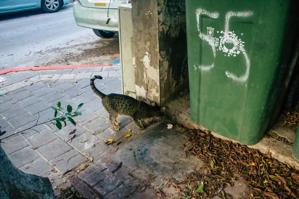 Tel Aviv Israel November 2020 Blick Auf Herrenlose Hauskatzen Die — Stockfoto