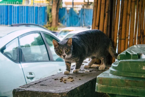 Tel Aviv Israel Noviembre 2020 Vista Gato Doméstico Abandonado Viviendo — Foto de Stock